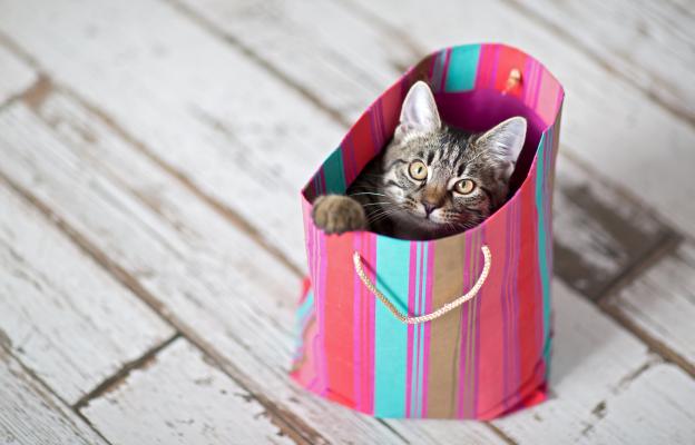 Котка в чанта