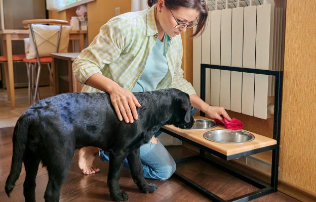 куче паничка