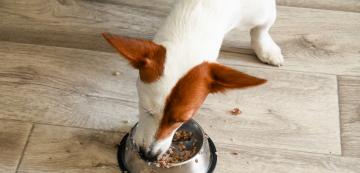 Опасната грешка, която вероятно правите с купата за храна на кучето си