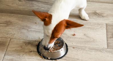 куче паничка