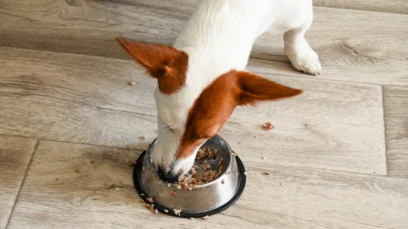 куче паничка