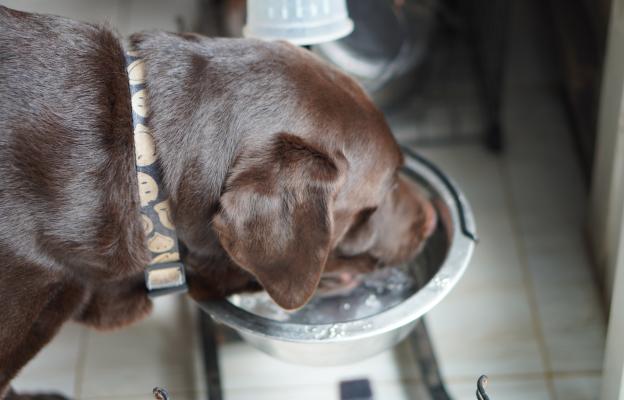 куче паничка