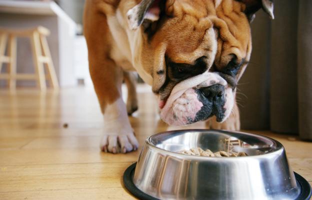 куче паничка