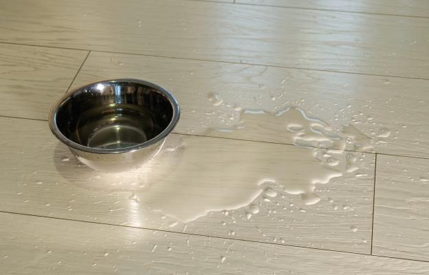 куче паничка