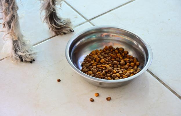 куче паничка