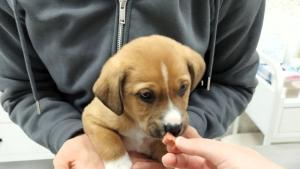 бебе кученце Асеновград