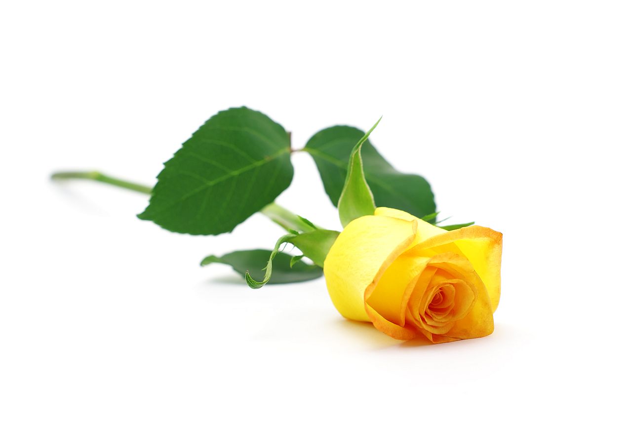 <p><strong>Летен повод</strong></p>

<p>Жълтите рози излъчват топлина и жизненост, правейки ги ярки летни цветя.</p>