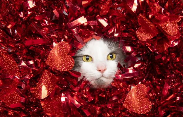 Котка на Свети Валентин