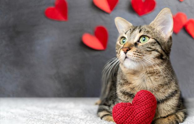 Котка на Свети Валентин