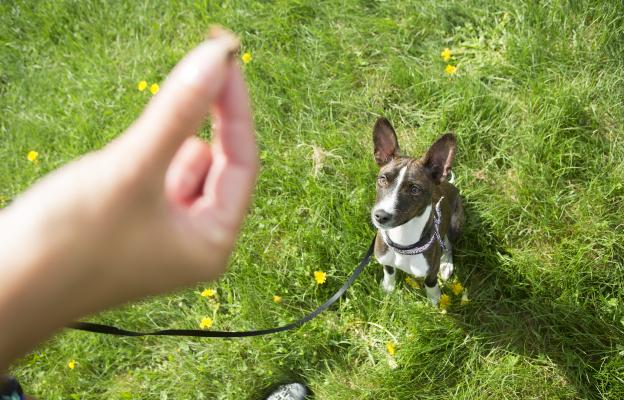 куче дресура