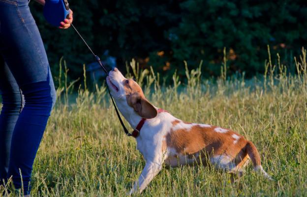 куче дресура