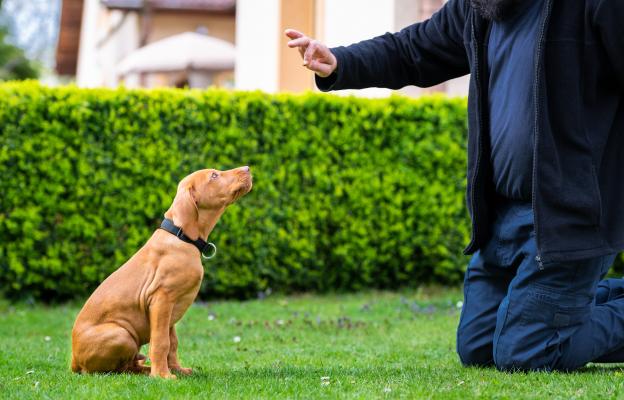 куче дресура