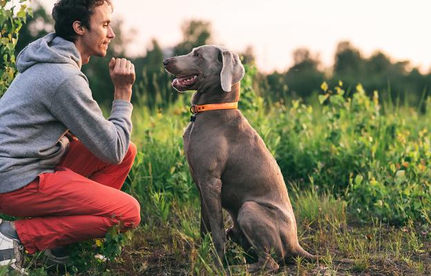 куче дресура