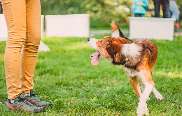 куче дресура