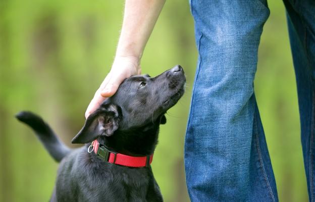 куче дресура