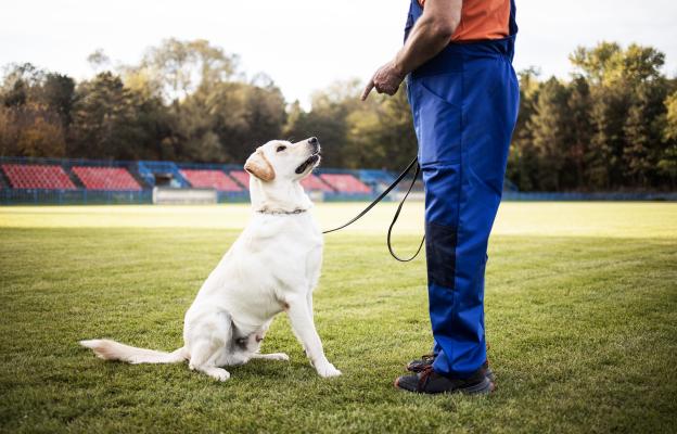 куче дресура