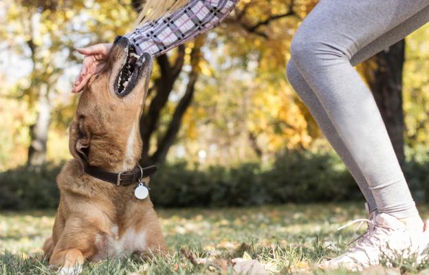 куче дресура