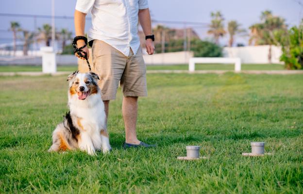 куче дресура