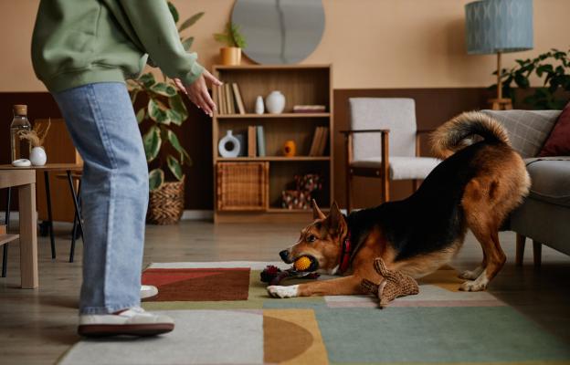 куче дресура