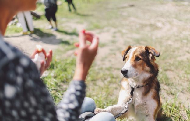 куче дресура