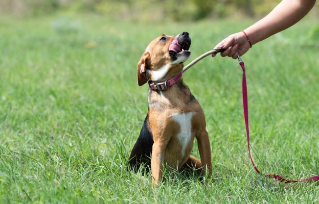 куче дресура