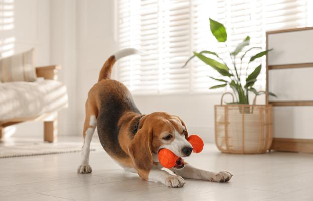 куче дресура