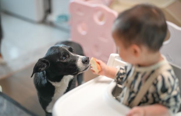 куче дресура