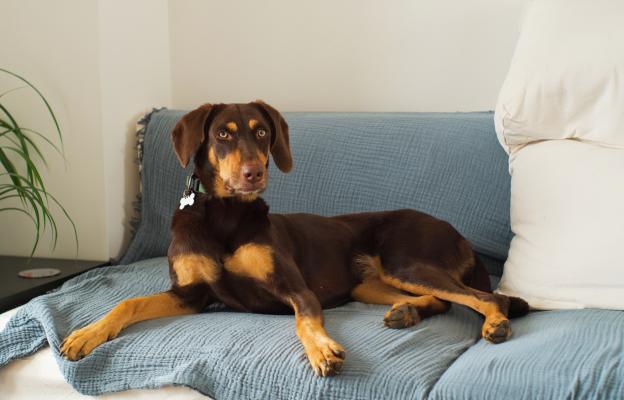 куче дресура