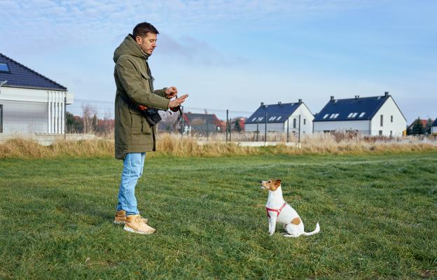 куче дресура