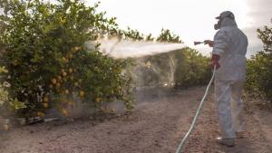 плодове пестициди