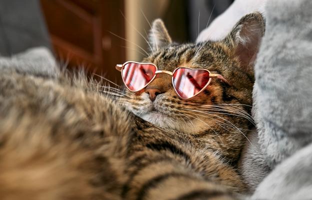 Котка на Свети Валентин