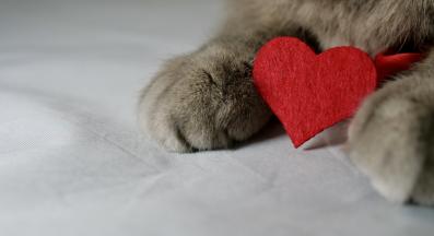 Котка на Свети Валентин