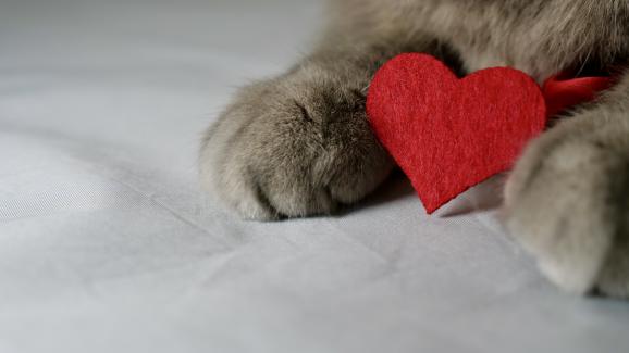 Няколко важни урока за любовта, които да научим от котките