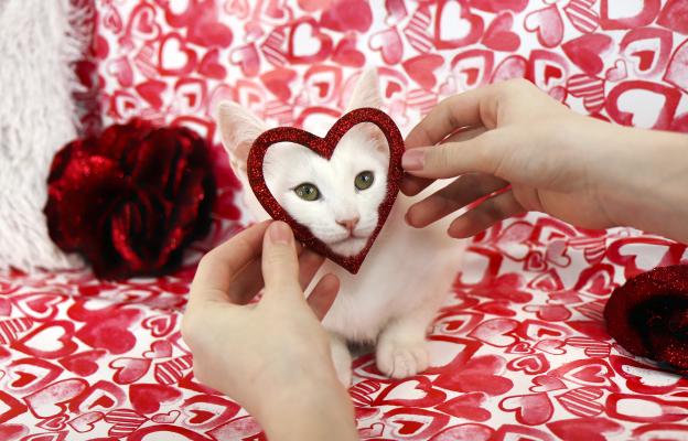 Котка на Свети Валентин 3