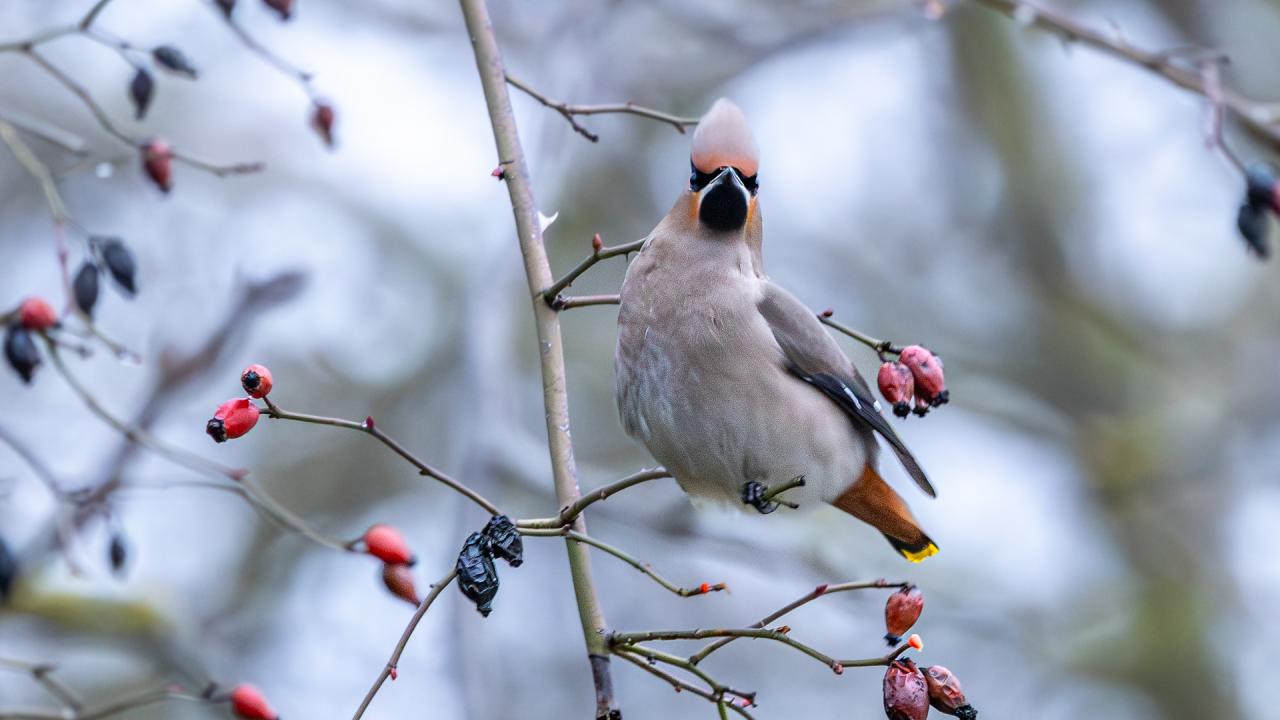 Копринарка