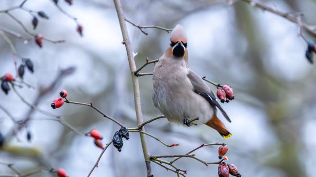 Рядка птица се появи в Североизточна България