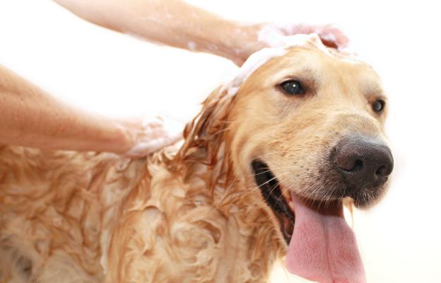 Голдън ретривър