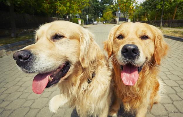 Голдън ретривър