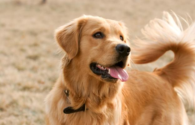 Голдън ретривър