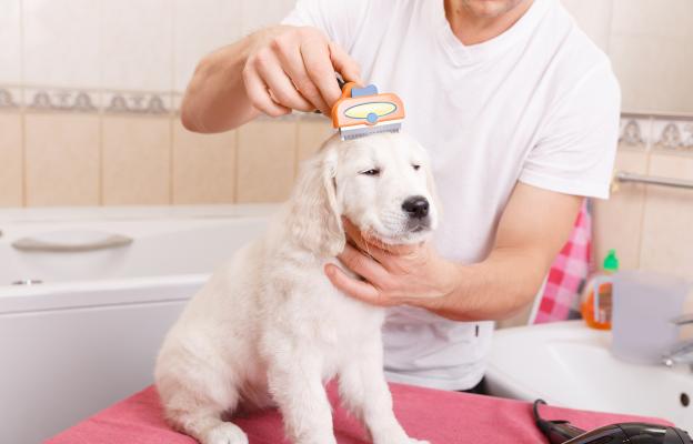 Голдън ретривър