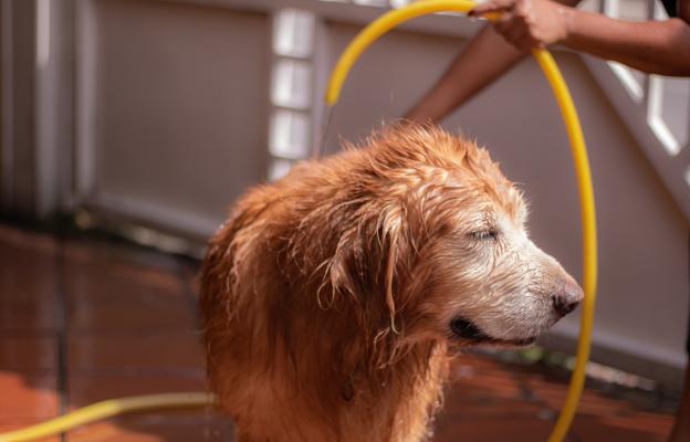 Голдън ретривър