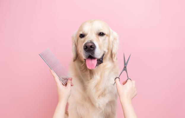 Голдън ретривър