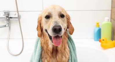 Голдън ретривър