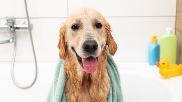 Голдън ретривър