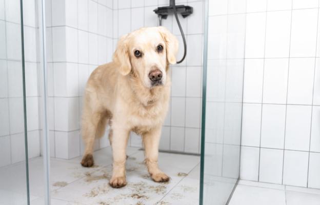 Голдън ретривър