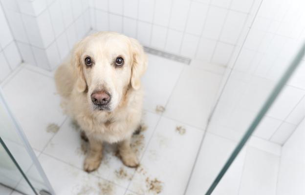 Голдън ретривър