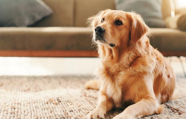 Голдън ретривър