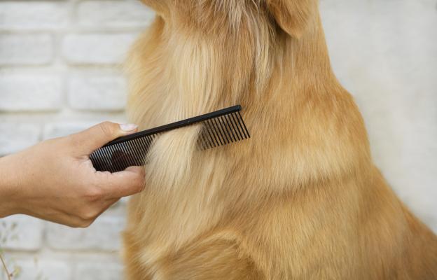 Голдън ретривър