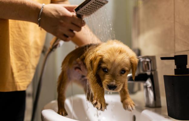 Голдън ретривър