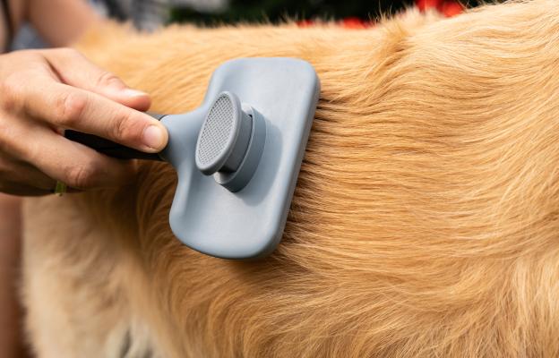 Голдън ретривър